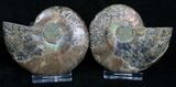 Inch Cut & Polished Ammonite #4877-1